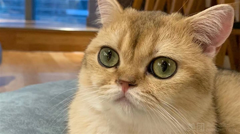 喵一阁猫咪生活馆·猫咖的图标