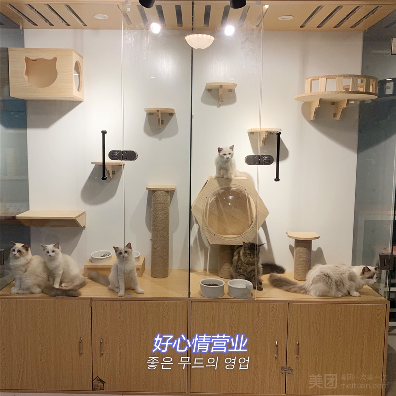 哆唻梦宠物生活馆·猫咖猫舍（和信广场店）的图标