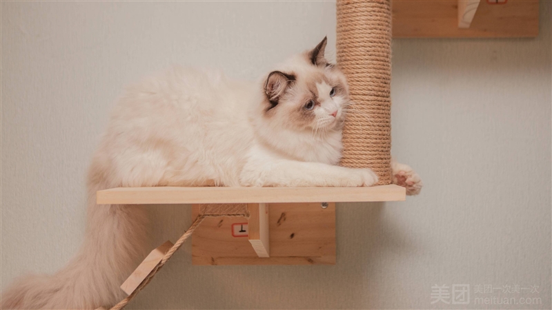 叮当猫宠物生活馆·猫咖猫舍·猫咪售卖的图标