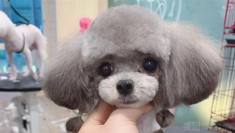 哟吧小美·猫咖·宠物的图标