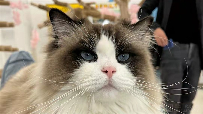 毛爪子·休闲娱乐猫咖的图标