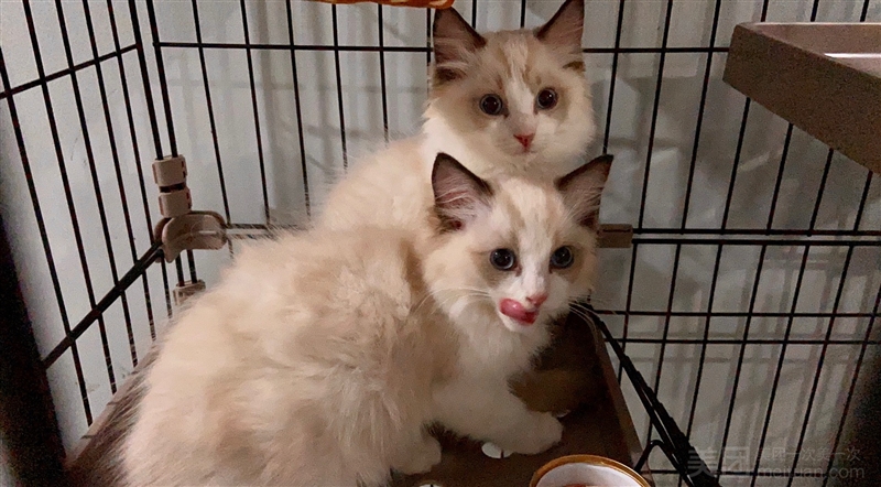 楼下的猫·猫咖·清吧的图标