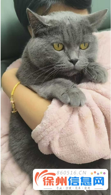 出售蓝猫