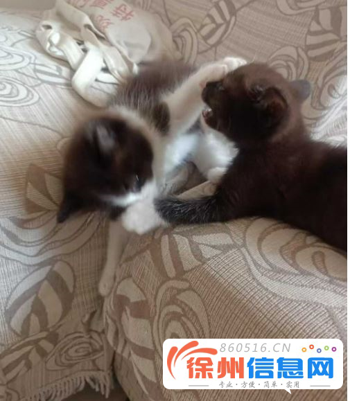 两只布偶